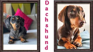 Awesome Funny Sausage Dogs Videos _ Cute Dachshund Puppies IG Compilation Playful Wiener Dogs Video