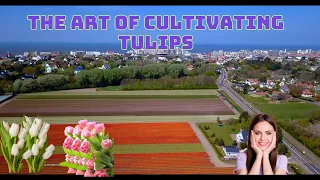 The Art of Cultivating Tulips: How 2 Billion Tulip Bulbs are Produced and Harvested