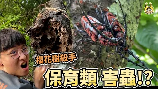 保育類甲蟲大打出手！美麗招來殺身之禍！？【叢林大冒險】