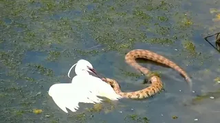 Snake attacked Heron to eat and Heron attacked catfish Full