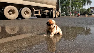 I Found a Homeless Small Puppy Picking Up Food on a Street , He is Very Hungry