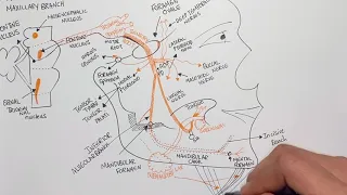 The Mandibular Nerve | Anterior & Posterior Divisions | 5th Cranial Nerve: Trigeminal Nerve