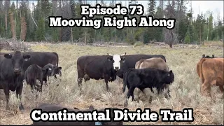 Mooving Right Along Out of Steamboat | Colorado | CDT SOBO Ep 73