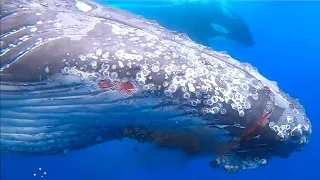 Tapferer Buckelwal verteidigt sich gegen 15 Orcas – der Kampf dauert vier Stunden