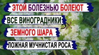 🍇 Внимание! ВСПЫШКА БОЛЕЗНИ на винограде. ЭТОЙ ЗАРАЗОЙ болеют все ВИНОГРАДНИКИ МИРА! Милдью.