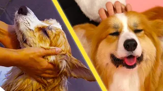 Dogs Get Pampered With A $300 Spa Day