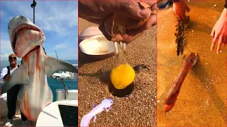 Catching Seafood 🐙🦀 Deep Sea Octopus (Catch Shark, Catch Fish, Sea Creatures) TikTok #68