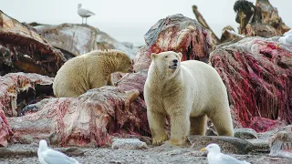 Polar Bear Stands Her Ground to Feed Her Cubs | Life | BBC Earth