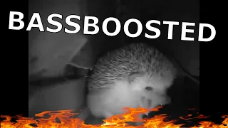 ежик чихает и взрывается атомная бомба BASSBOOSTED| hedgehog sneezes meme