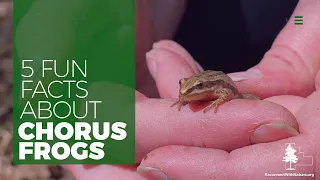 Five Fun Facts About Chorus Frogs