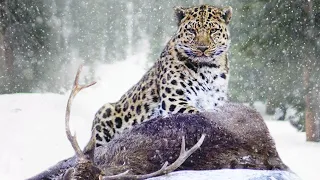 Амурский леопард – самый РЕДКИЙ кот в мире! Скрытный снежный охотник в деле!