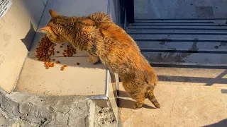 Hungry cat attacked food