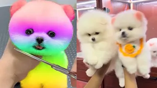 2024 Chó Phốc Sóc Mini 😍 Funny and Cute Pomeranian 😺🐶 | cute animals459