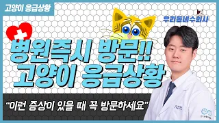 고양이 응급상황! 이럴 때 병원에 즉시 방문하세요 [우리동네수의사]