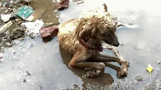 Он медленно умирал в луже, а люди безразлично проходили мимо!