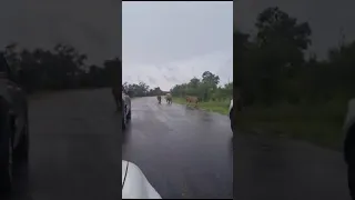 Unbelievable Encounter: 3 Lions Take Over the Road #wildlife