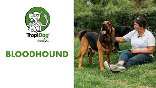 Bloodhound - najlepszy węch w psim świecie?