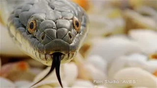 Водяной уж (Natrix tessellata) - Dice snake | Film Studio Aves