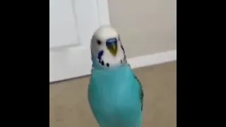 budgie dancing to macarena #reels #funny #memes #birds