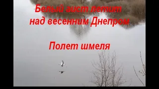 Весенний разлив Днепра. Пение птиц. Аист на Днепре. Полет шмеля. Прогулка к Днепру