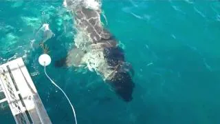 4 Metre Great White Shark circling the boat off South Australia Sept 2010