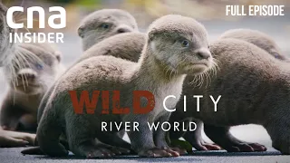 Singapore's Waterways And Its Wild Inhabitants | Wild City: River World | CNA Documentary