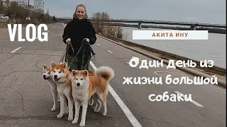 Один день из жизни большой собаки. Порода Акита Ину.