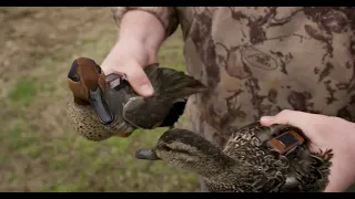 Lower Mississippi Flyway Dabbler Tracking Project