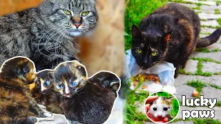 Mom Cat Thought Newborn Kittens Would Meet Dad Cat, But She Was Wrong - Episode 2 | Lucky Paws