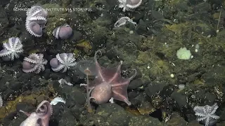 Rare octopus discovery made 2 miles below the ocean surface