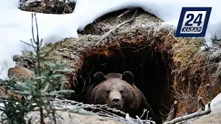 На склонах Алатау от зимней спячки просыпаются медведи