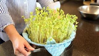 Using a pot to grow bean sprouts at home