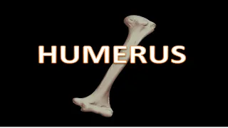 HUMERUS | BONE OF UPPER LIMB | ANATOMY | PARTS | MUSCLE ATTACHMENT | GENERAL FEATURES | SIMPLIFIED