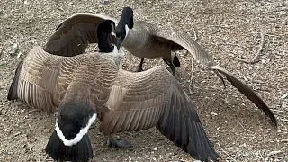 Canada Geese Fight! March 17, 2023