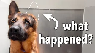 Here's what happened to the ONE Eared German Shepherd VINCE?!