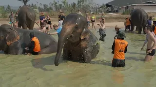 купание слонов в Паттайе 5 марта 2023