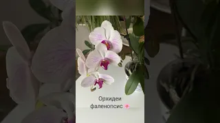 ОРХИДЕЯ 🌸 с цветоносом из точки роста и мой уход #орхидеи #orchidee #орхідеї #orchids #shorts