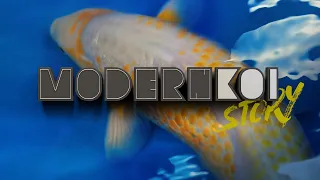 Modern Koi Story 2023 - Silvio zu Besuch