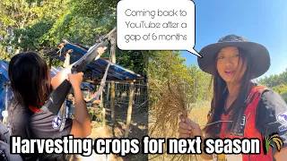We are back!! How about that?!😉 Harvesting crop for next season | Farming Life| Learning to Farm🌾