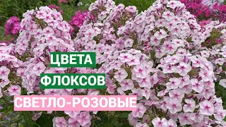 Светло-розовые флоксы