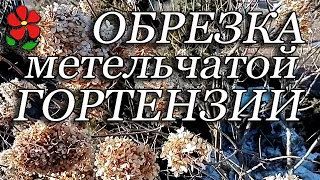 Обрезаем метельчатую гортензию. Весна. Взрослый куст.