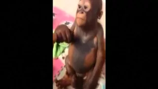 INDONESIA BABY ORANGUTAN RESCUED