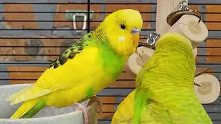 9 hours of budgie sounds