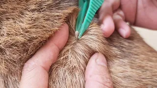 How to remove dog ticks | how to spot and remove tick from peppy