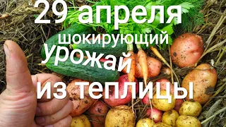 Копаем картошку ,  супер ранний урожай .Тепличный  обзор 29 апреля.