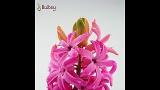 Timelapse: Pink Pearl Hyacinth Bulb Blooming
