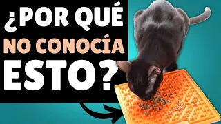 12 objetos para gatos tremendamente ÚTILES y que seguro DESCONOCÍAS