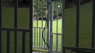 Frog makes lucky escape from snake