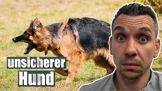 Deinem Hund Sicherheit vermitteln - so klappt es sicher