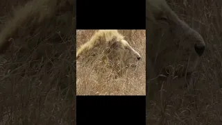 Casper The White Lion & his Majestic Brother.